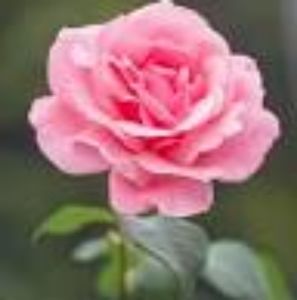 Meet your Posher, Virginia